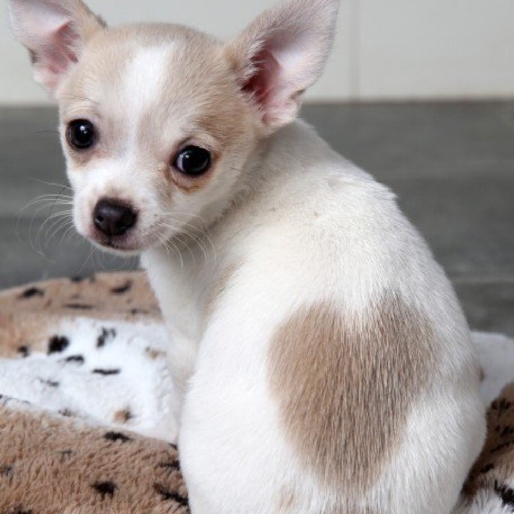 Meet your Posher, Alexa